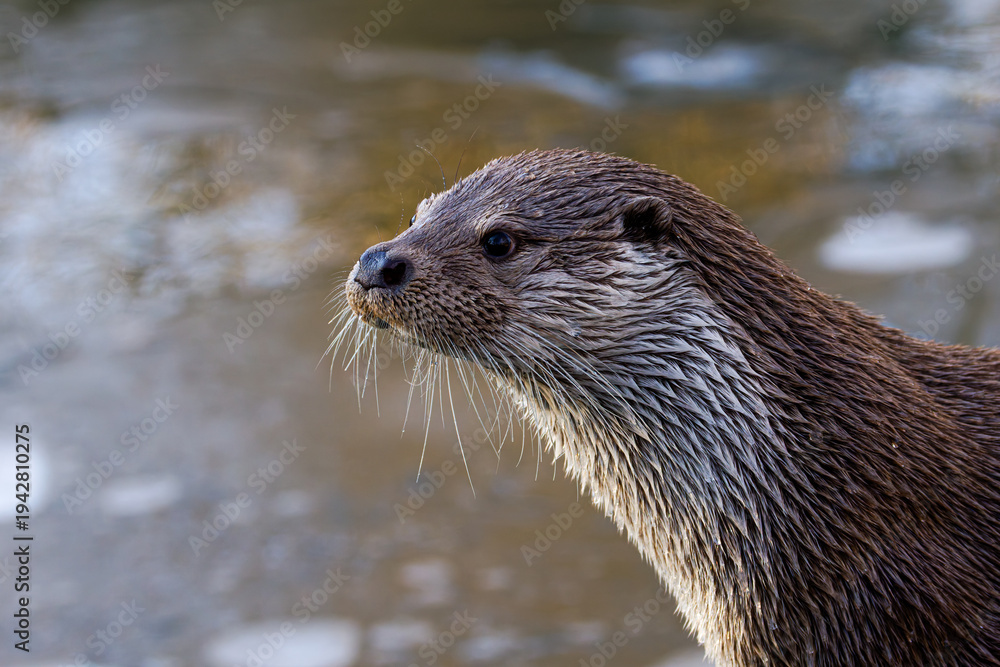 Fototapeta premium Close-up profile of a wet river otter with whiskers, natural light, soft blurred water background; wildlife portrait ideal for nature and conservation themes.