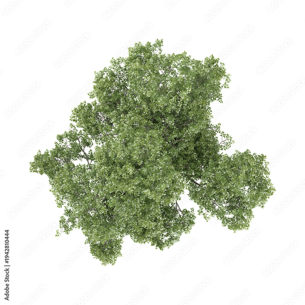Fototapeta premium 3d illustration of Juglans regia tree isolated on transparent background from top view