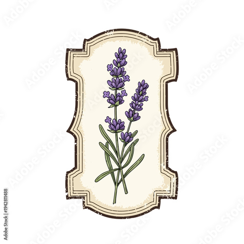 Lavender herb sprig in vintage label illustration