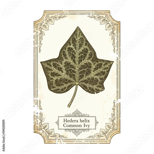 Vintage Botanical Illustration of Common Ivy Leaf (Hedera helix)