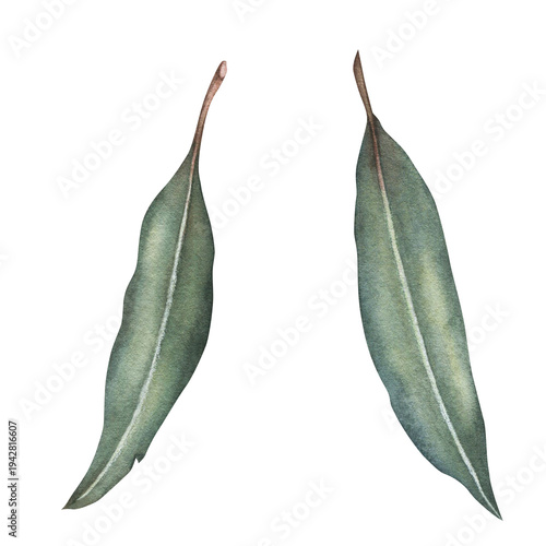 Foto Bay leaves isolated on white background