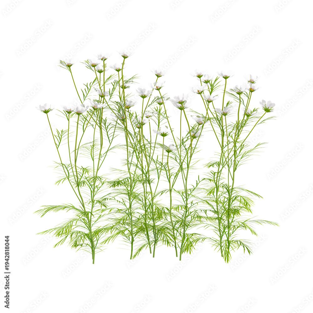 Fototapeta premium 3D rendering of Cosmos bipinnatus Palnt on transparent background