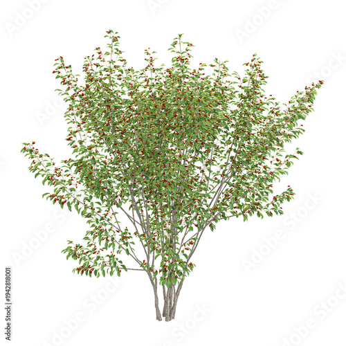 3D rendering of Cornelian cherry plant on transparent background