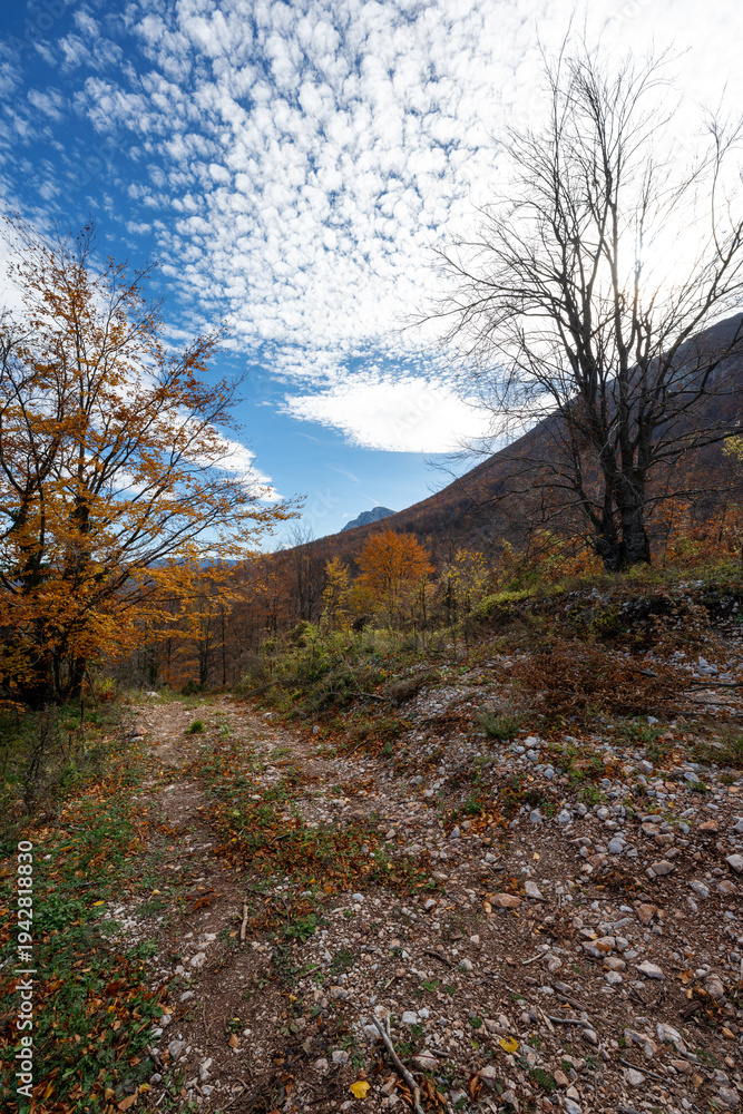 Fototapeta premium Panoramic scenic landscape with tranquil fall colors. Vertical photo of a forest path. Forest hiking trail in autumn with soft light. Photo of a forest path taken in autumn. Beautiful autumn colors, y