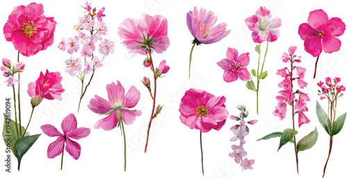 pink flowers on white background