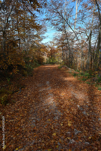 Panoramic scenic landscape with tranquil fall colors. Vertical photo of a forest path. Forest hiking trail in autumn with soft light. Photo of a forest path taken in autumn. Beautiful autumn colors, y