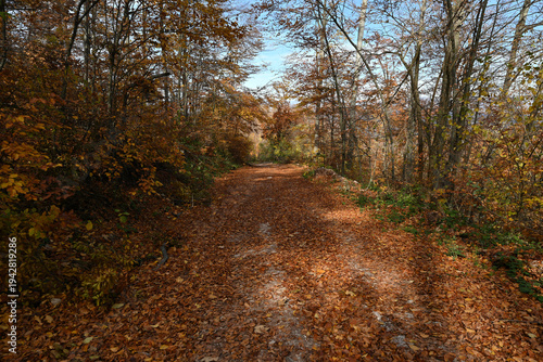 Panoramic scenic landscape with tranquil fall colors. Vertical photo of a forest path. Forest hiking trail in autumn with soft light. Photo of a forest path taken in autumn. Beautiful autumn colors, y