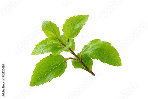 Aromatic tulsi leaves isolated on transparent background