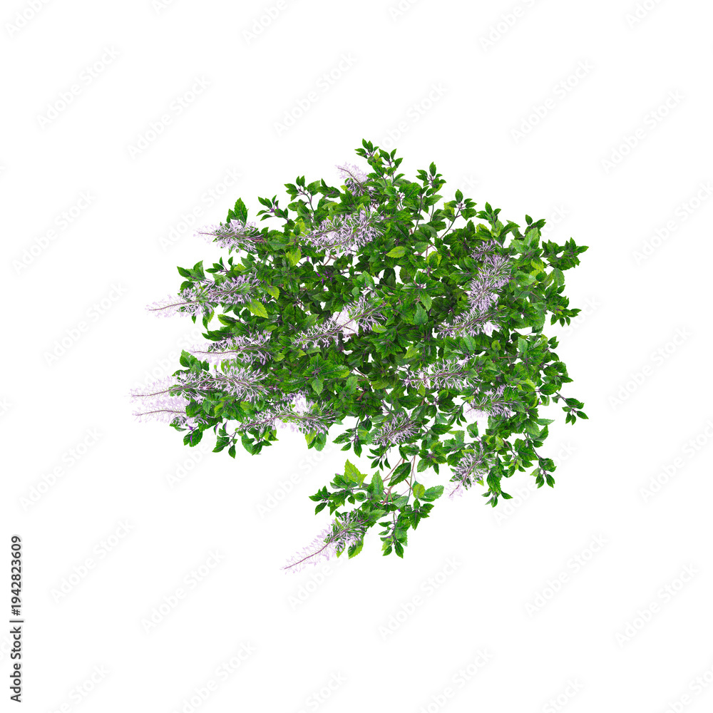 Obraz premium 3d Rendering Of Spur flower plant on Transparent Canvas from top view