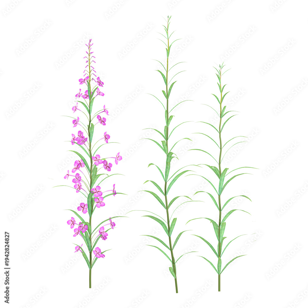 Obraz premium collection of Aruncus sylvester flower plant with realistic style