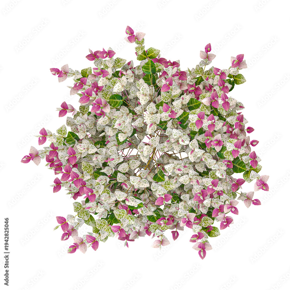 Fototapeta premium collection of Asiatic jasmine variegated plant on transparent canvas from top view