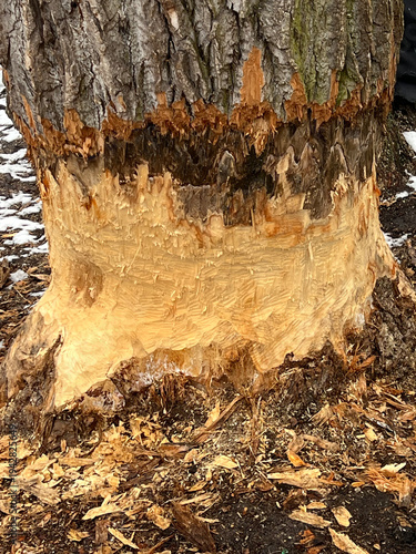 Beaver Gnaw Marks on Tree Trunk. High quality photo winter lake, Ukraine Kyiv