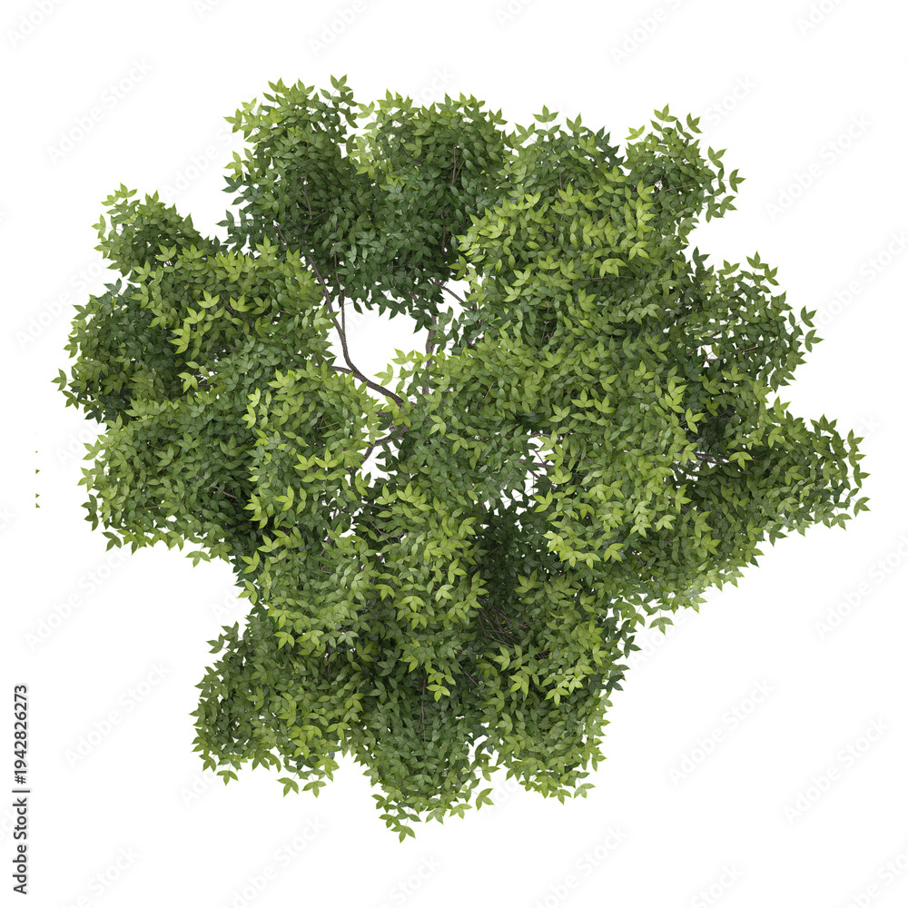 Obraz premium collection of Celtis Australis plant with realistic style from top view