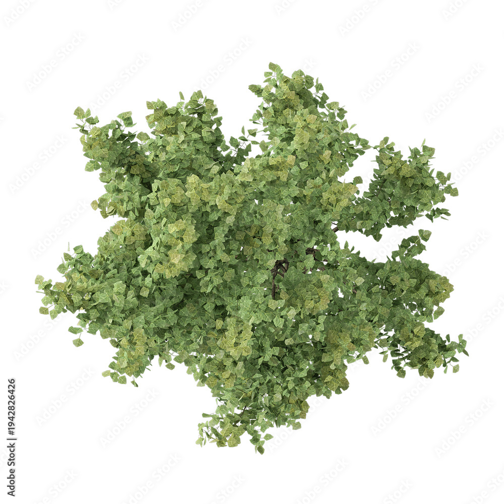 Obraz premium collection of Chinese aspen plant on transparent canvas from top view
