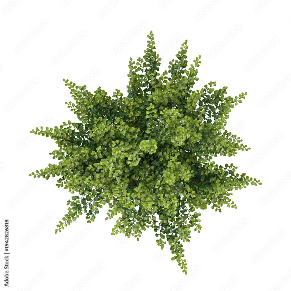 Fototapeta premium collection of Closeup Bullet Wood plant with realistic style from top view