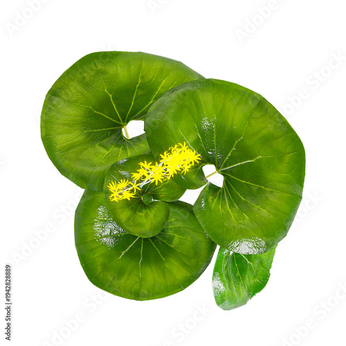 Photos collection of Farfugium japonicum tree with realistic style from top view