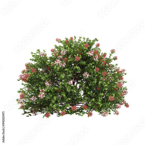 Foto collection of Glossy abelia plant on transparent canvas