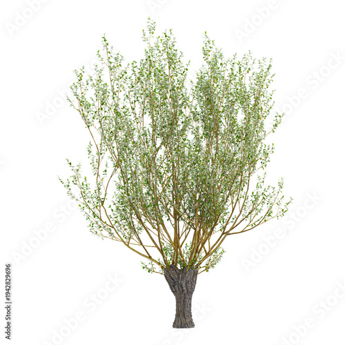 collection of Goat willow plant on transparent canvas