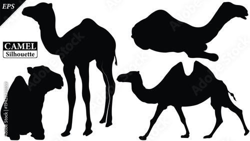 Black silhouette of camel isolated on white background, set of camel vector design, standing camels, camels silhouette vector illustration, camel vector. Black Camel Silhouette vector illustration