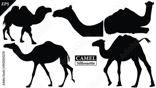 Black silhouette of camel isolated on white background, set of camel vector design, standing camels, camels silhouette vector illustration, camel vector. Black Camel Silhouette vector illustration