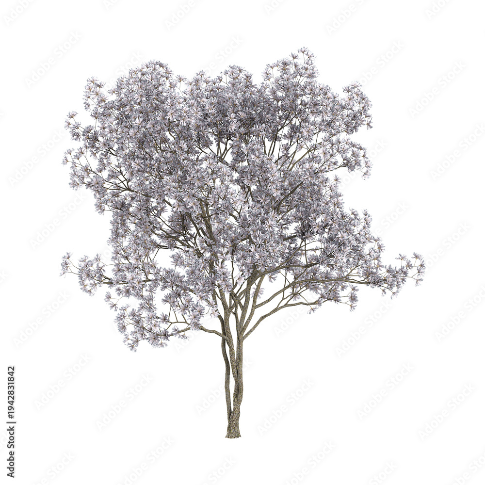 Fototapeta premium collection of Magnolia stellata plant on transparent canvas