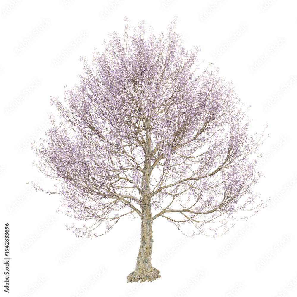 Obraz premium collection of princess plant on transparent canvas