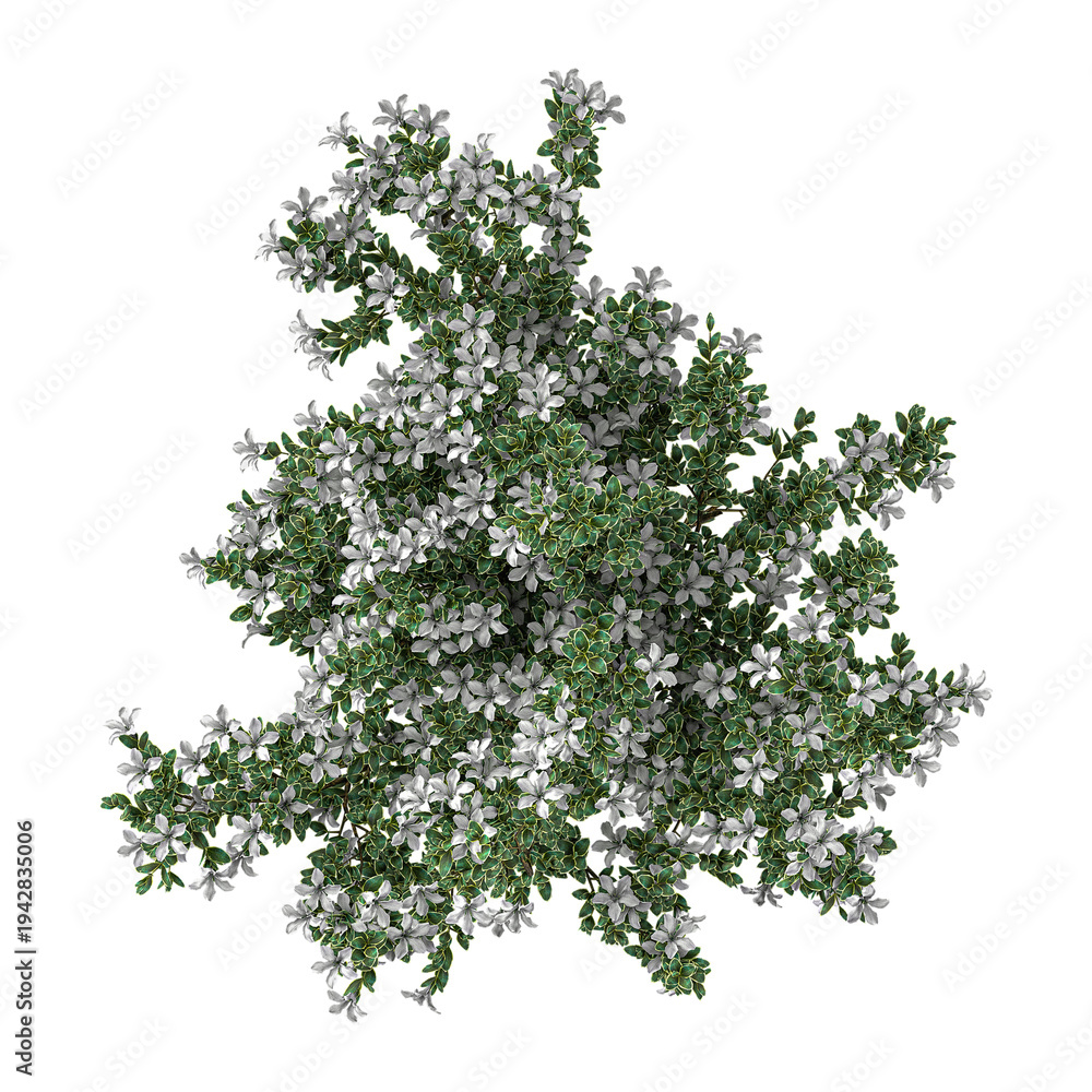 Fototapeta premium collection of Serissa foetida flowers plant on transparent canvas from top view