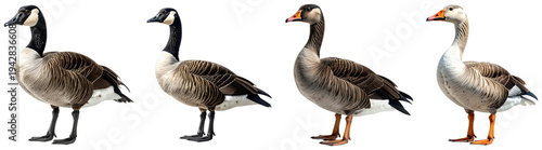 Two magnificent Canada geese and two domestic geese stand displaying their unique feather patterns isolated on transparent background. PNG die-cut for advertising