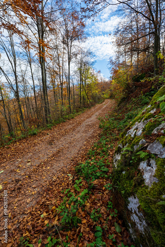 Vertical photo of a forest path. Forest hiking trail in autumn with soft light. Photo of a forest path taken in autumn. Beautiful autumn colors, yellow, red, brown, green, light green.