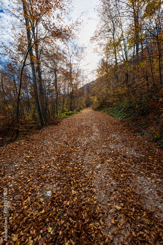Vertical photo of a forest path. Forest hiking trail in autumn with soft light. Photo of a forest path taken in autumn. Beautiful autumn colors, yellow, red, brown, green, light green.