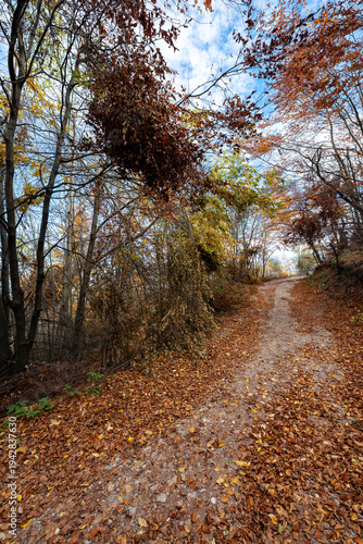 Woodland hiking path in autumn with soft light. Panoramic scenic landscape with tranquil fall colors.