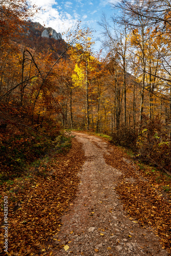 Vertical photo of a forest path. Forest hiking trail in autumn with soft light. Photo of a forest path taken in autumn. Beautiful autumn colors, yellow, red, brown, green, light green.