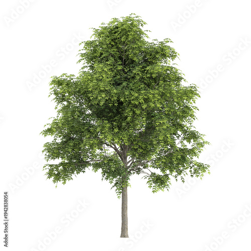 Green Celtis Australis plant isolated on Canvas