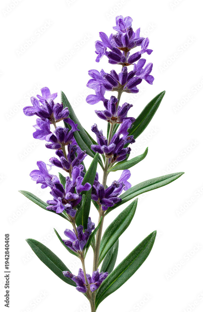 Obraz premium PNG Vibrant lavender botanical illustration.