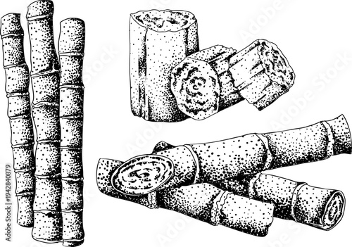 Vector engraving illustration of fresh cut sugarcane pieces, juicy sugar cane stalks slices showing fibrous sweet interior, tropical street food snack, natural raw cane sugar, exotic refreshment