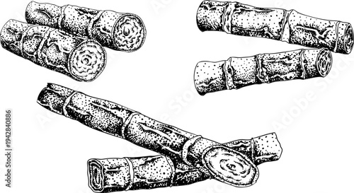 Vector engraving illustration of fresh cut sugarcane pieces, juicy sugar cane stalks slices showing fibrous sweet interior, tropical street food snack, natural raw cane sugar, exotic refreshment