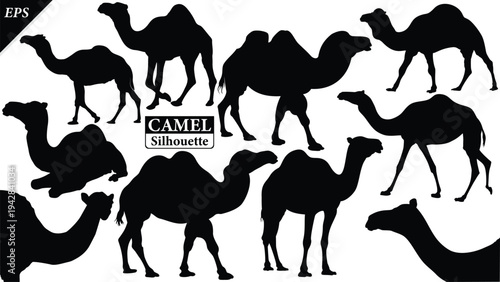 Black silhouette of camel isolated on white background, Beautiful camel vector design, standing camels, camels silhouette vector illustration, camel vector. Black Camel Silhouette vector illustration
