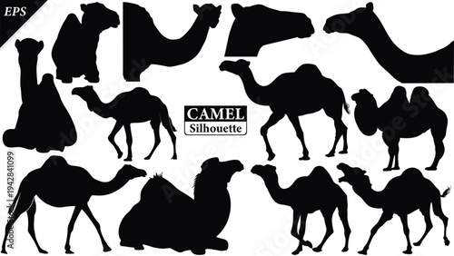 Black silhouette of camel isolated on white background, Beautiful camel vector design, standing camels, camels silhouette vector illustration, camel vector. Black Camel Silhouette vector illustration