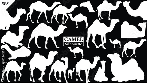 Black silhouette of camel isolated on black background, Beautiful camel vector design, standing camels, camels silhouette vector illustration, camel vector. Black Camel Silhouette vector illustration