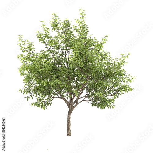 Quadro su tela Isolated cottonwood plant on transparent canvas