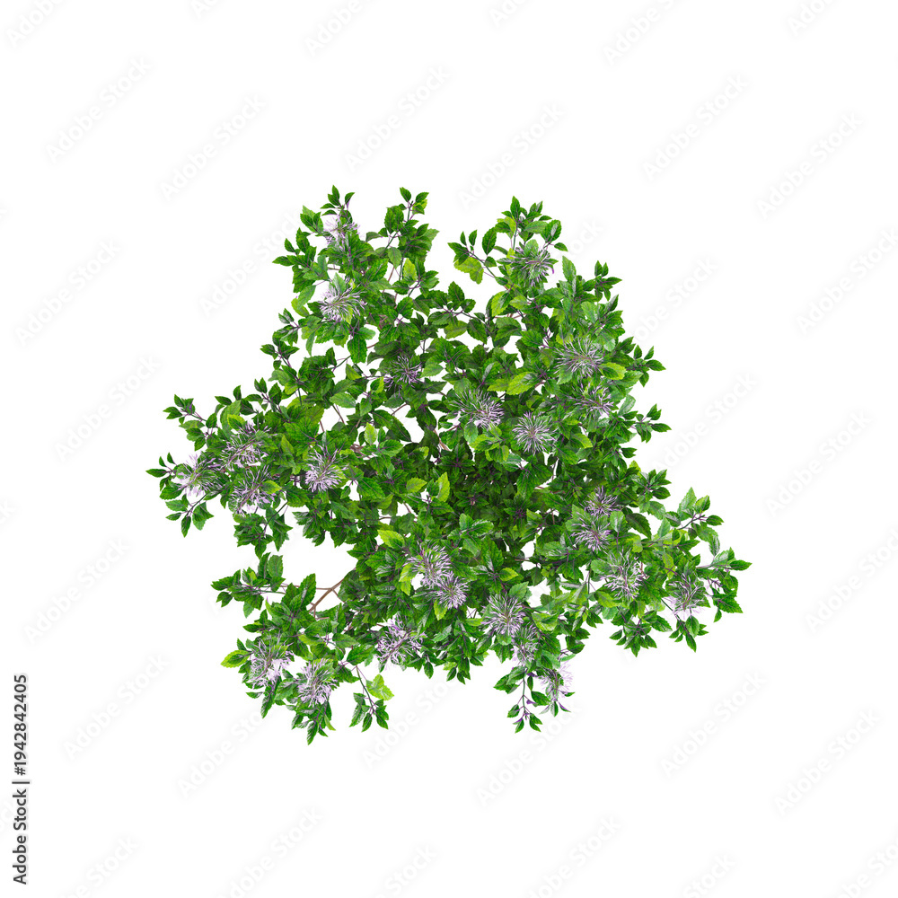 Obraz premium Isolated Spur flower plant on transparent canvas from top view