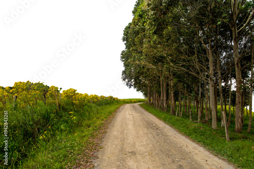 A rural dirt road surrounded by lush forest in the Brazilian countryside, cut out against a transparent background for adventure tourism, travel, and nature design.