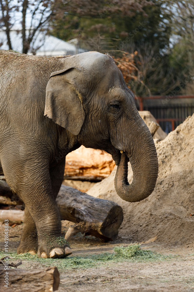 Fototapeta premium Asian elephant walking in zoo enclosure
