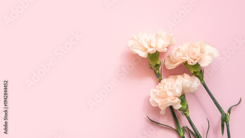 Soft pink carnations with green stems on a pastel background