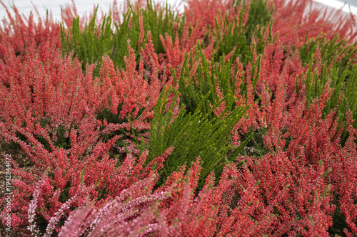 Vibrant heather varieties in blooming garden landscape