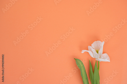 Elegant white tulip with green leaves on orange background