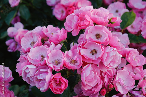 Fotografía pink rose flower cluster bloom in garden, spray floribunda background