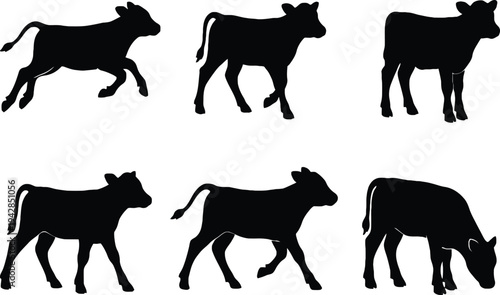 Black calf silhouette icons set with baby cow standing grazing and running poses for cattle farming livestock agriculture and dairy industry