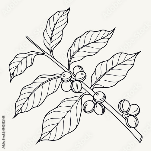 Coffee branch with leaves and berries, line art illustration