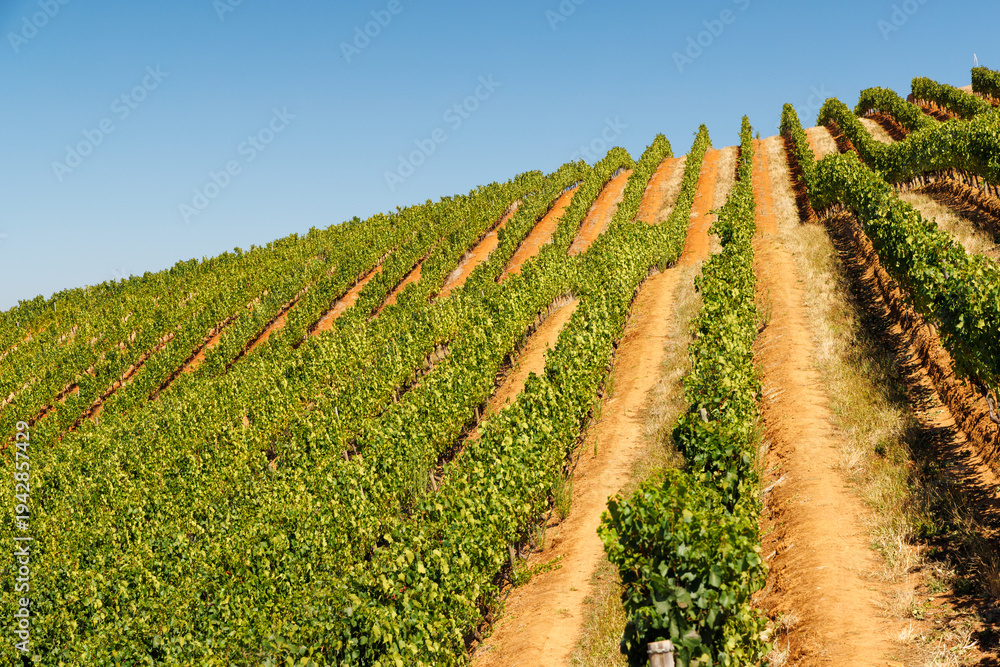 Fototapeta premium Sunlit vineyard rows in South Africa